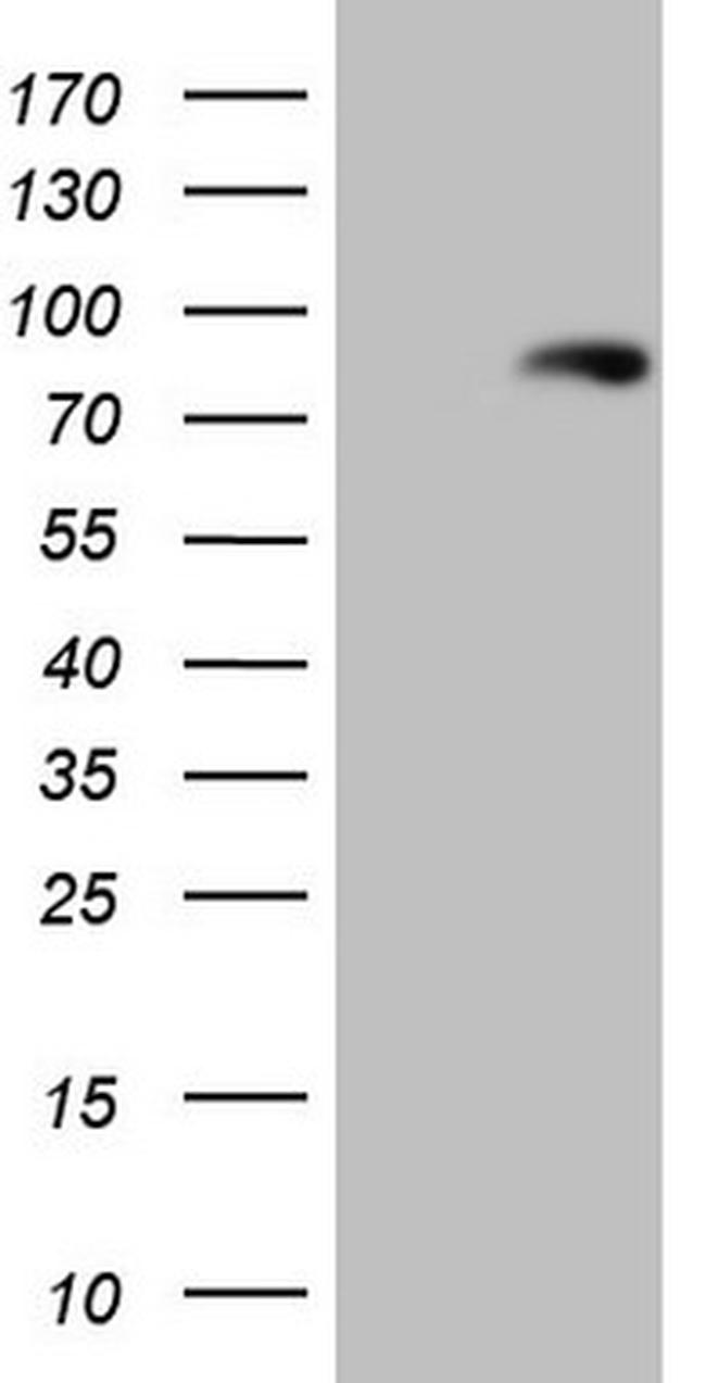 LAG3 Antibody in Western Blot (WB)