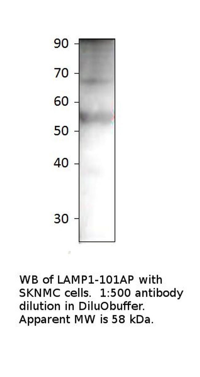 LAMP1 Antibody in Western Blot (WB)