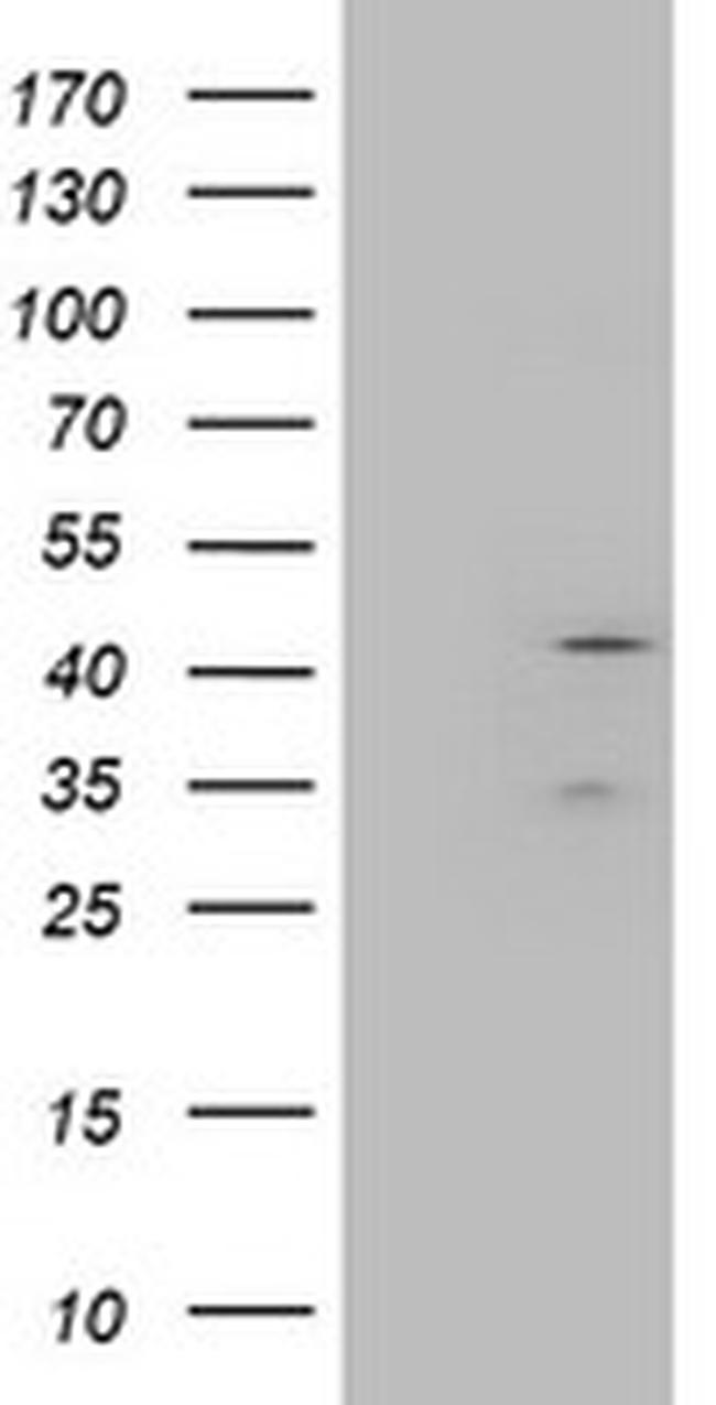 LAYN Antibody in Western Blot (WB)