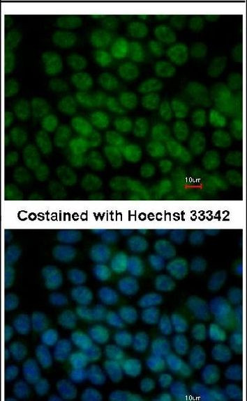 TFCP2L1 Antibody in Immunocytochemistry (ICC/IF)