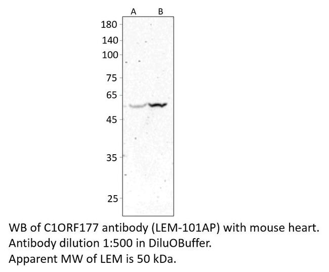 C1ORF177 Antibody in Western Blot (WB)