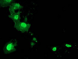 LENG1 Antibody in Immunocytochemistry (ICC/IF)