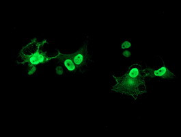 LENG1 Antibody in Immunocytochemistry (ICC/IF)