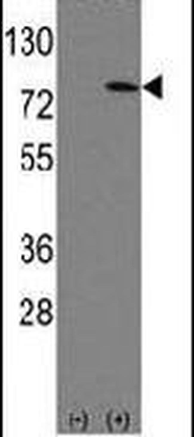 LEO1 Antibody in Western Blot (WB)
