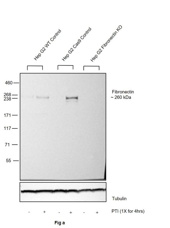 Fibronectin Antibody in Western Blot (WB)