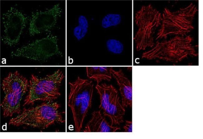 Catalase Antibody in Immunocytochemistry (ICC/IF)