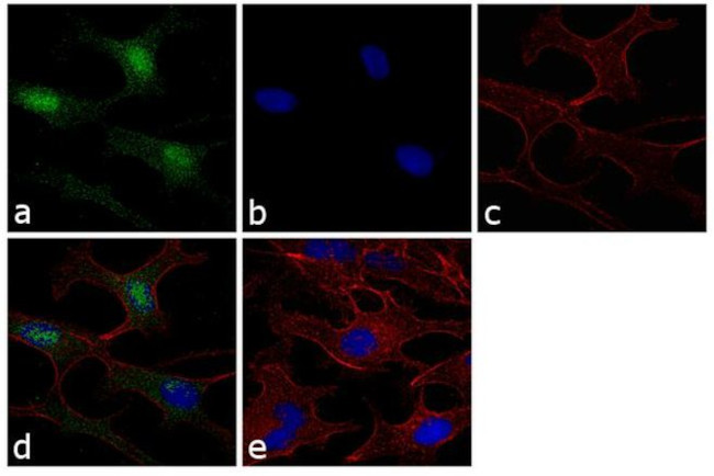 Thioredoxin 1 Antibody in Immunocytochemistry (ICC/IF)