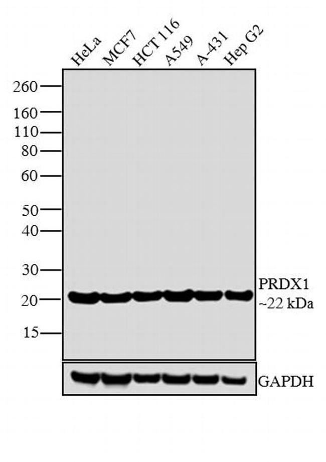 PRDX1 Antibody in Western Blot (WB)