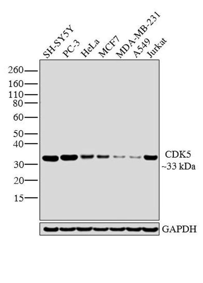 CDK5 Antibody in Western Blot (WB)
