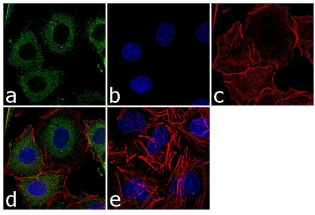 PRDX2 Antibody in Immunocytochemistry (ICC/IF)