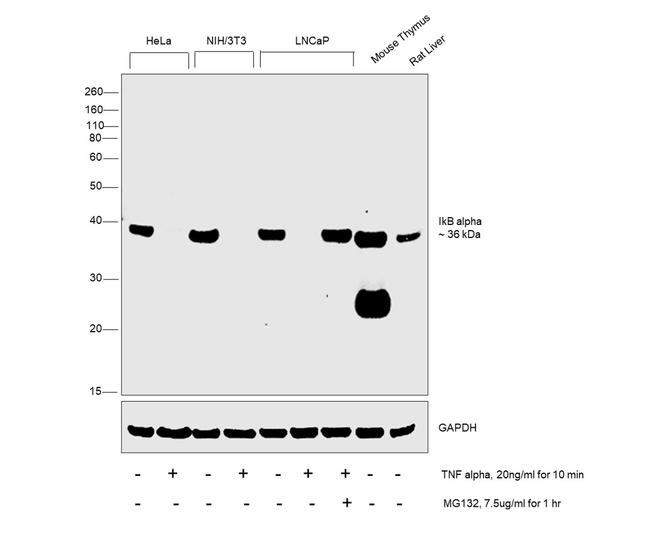 IkB alpha Antibody in Western Blot (WB)