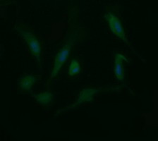 LGALS3 Antibody in Immunocytochemistry (ICC/IF)