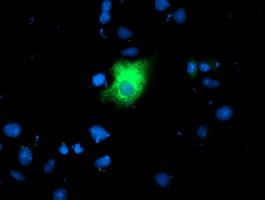 LGALS3BP Antibody in Immunocytochemistry (ICC/IF)