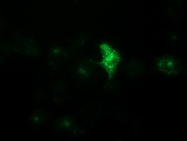 LGR5 Antibody in Immunocytochemistry (ICC/IF)