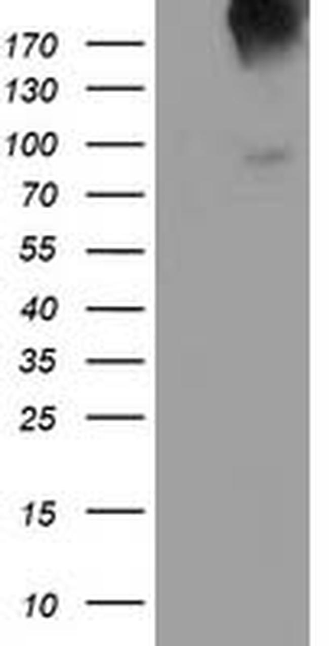 LGR5 Antibody in Western Blot (WB)