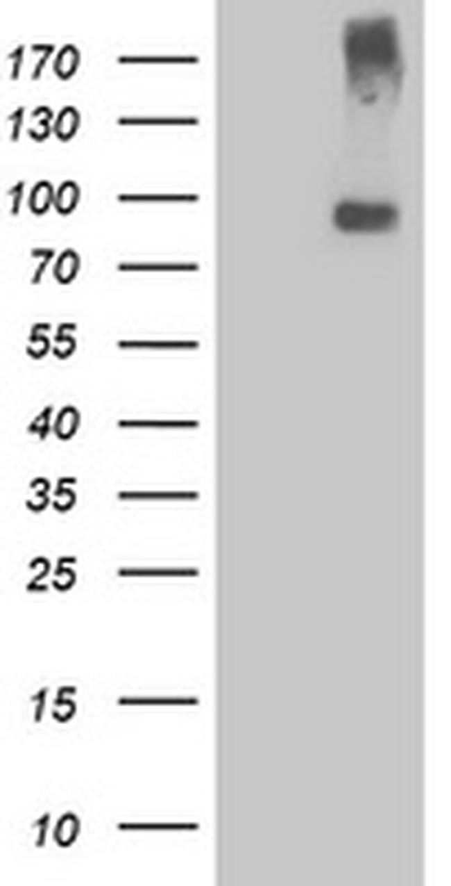 LGR5 Antibody in Western Blot (WB)