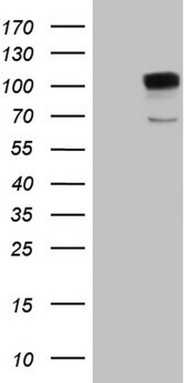 LGR5 Antibody in Western Blot (WB)