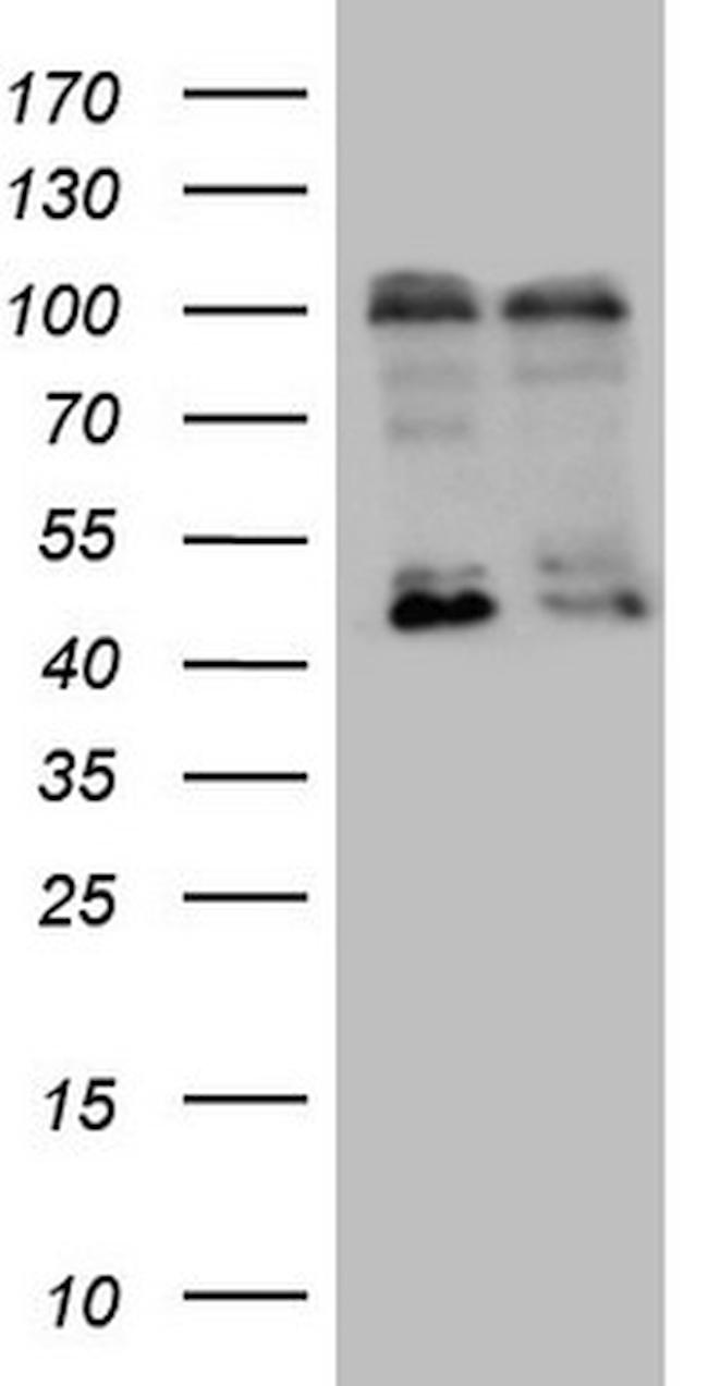 LGR5 Antibody in Western Blot (WB)