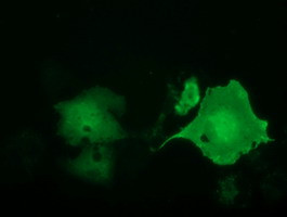 LIN7B Antibody in Immunocytochemistry (ICC/IF)