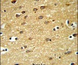 LINGO1 Antibody in Immunohistochemistry (IHC)