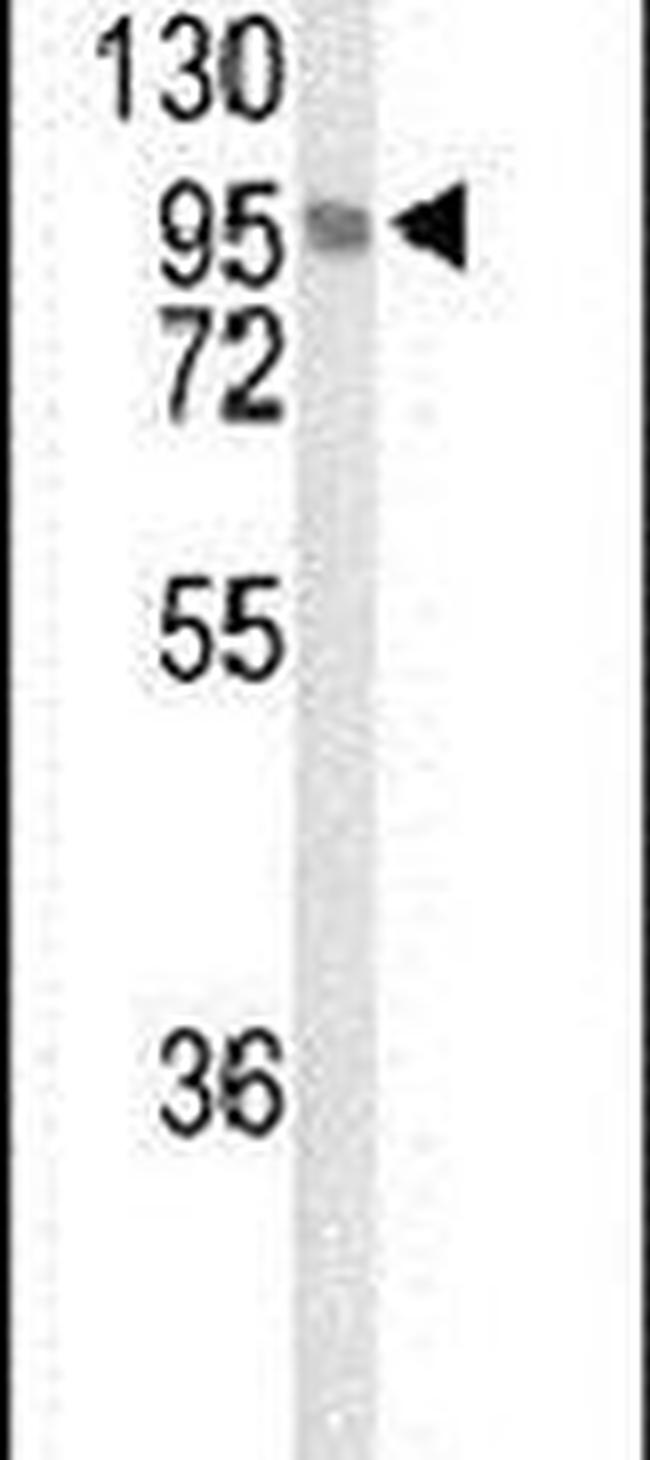 LINGO1 Antibody in Western Blot (WB)