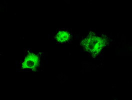 LIPG Antibody in Immunocytochemistry (ICC/IF)
