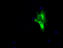 LIPG Antibody in Immunocytochemistry (ICC/IF)