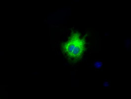 LIPG Antibody in Immunocytochemistry (ICC/IF)