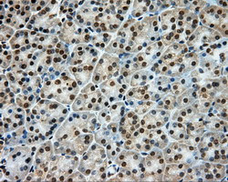 LIPG Antibody in Immunohistochemistry (Paraffin) (IHC (P))