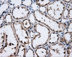 LIPG Antibody in Immunohistochemistry (Paraffin) (IHC (P))