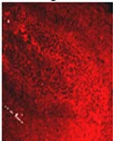 Glycine Binding Protein Antibody in Immunohistochemistry (IHC)