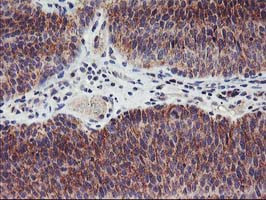 LPL Antibody in Immunohistochemistry (Paraffin) (IHC (P))
