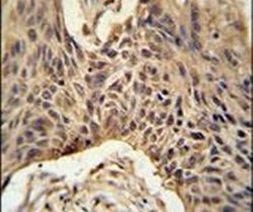 LPPR4 Antibody in Immunohistochemistry (IHC)