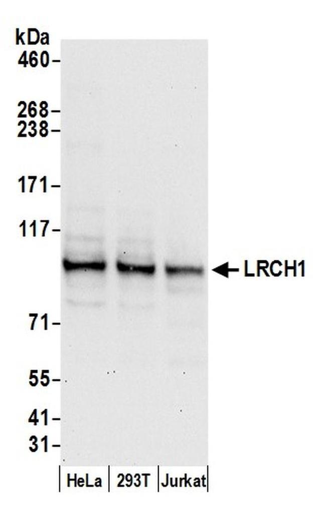 LRCH1 Antibody in Western Blot (WB)