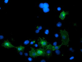 LRRC25 Antibody in Immunocytochemistry (ICC/IF)