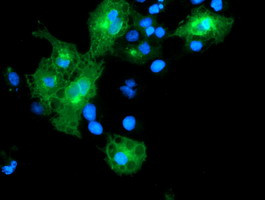 LRRC25 Antibody in Immunocytochemistry (ICC/IF)