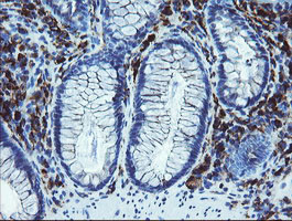 LRRC25 Antibody in Immunohistochemistry (Paraffin) (IHC (P))