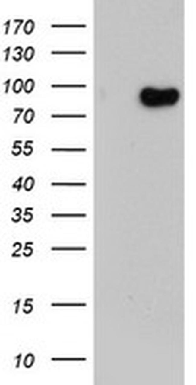 LRRC50 Antibody in Western Blot (WB)