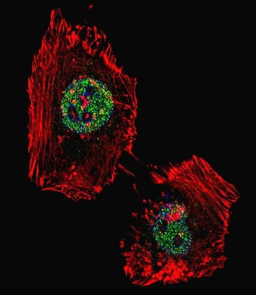 LSD1 Antibody in Immunocytochemistry (ICC/IF)