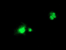 LSM1 Antibody in Immunocytochemistry (ICC/IF)
