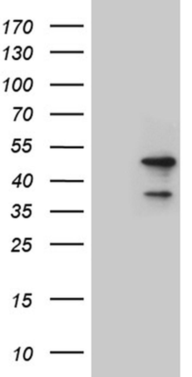 LSM11 Antibody in Western Blot (WB)