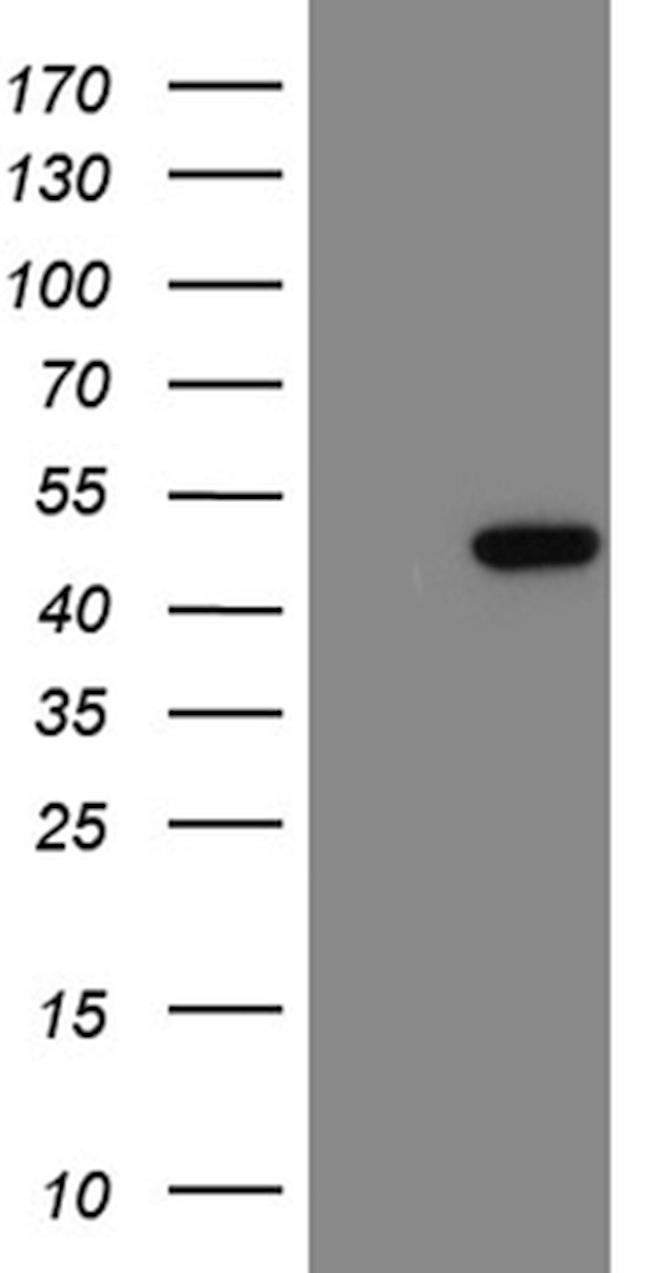 LSM11 Antibody in Western Blot (WB)