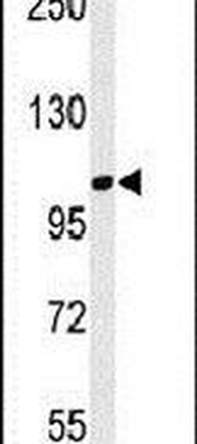 LUZP1 Antibody in Western Blot (WB)