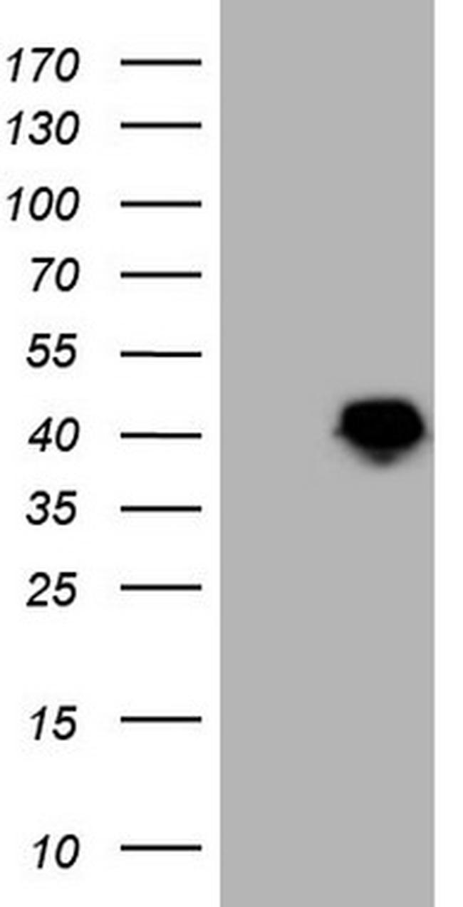 LUZP4 Antibody in Western Blot (WB)
