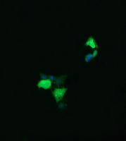 LYZ Antibody in Immunocytochemistry (ICC/IF)
