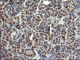 LYZ Antibody in Immunohistochemistry (Paraffin) (IHC (P))