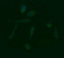 LZIC Antibody in Immunocytochemistry (ICC/IF)