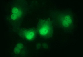 LZIC Antibody in Immunocytochemistry (ICC/IF)