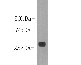 Goat IgG Light chain Antibody in Western Blot (WB)