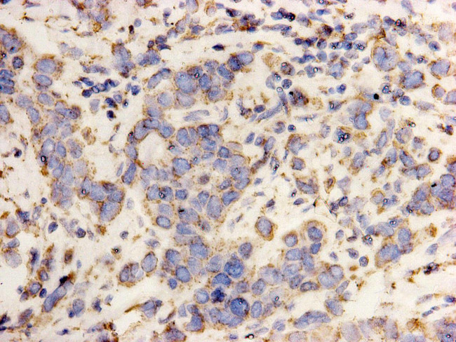 HSP60 Antibody in Immunocytochemistry (ICC/IF)